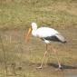 Yellow-billed Stork