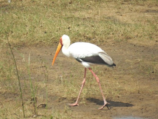 Yellow-billed Stork
