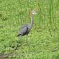 Goliath Heron