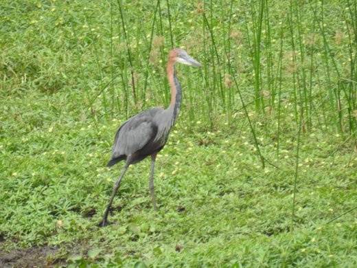Goliath Heron
