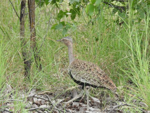 Red-crested Korhaan