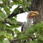 Yellow-billed Hornbill