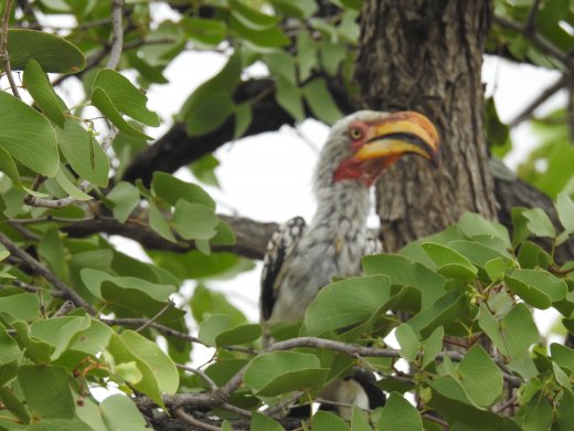 Yellow-billed Hornbill