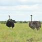 .Ostrich Pair