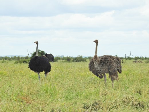 .Ostrich Pair