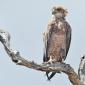 Brown Snake-Eagle