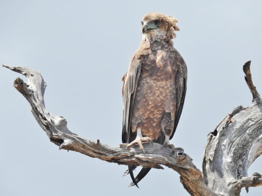 Brown Snake-Eagle
