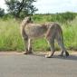 Lion on Road