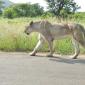 Lion on Road
