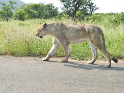 Lion on Road