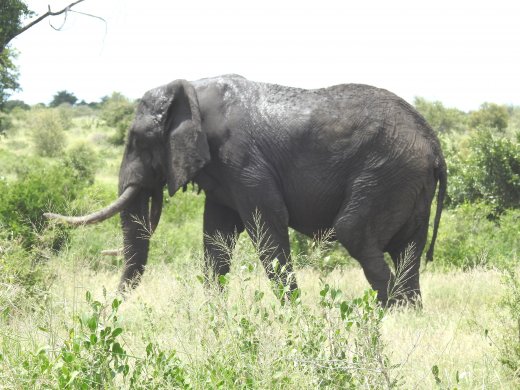 03.10.Lower Sabie to Mopani (35) Tusker