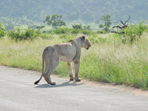 Lion on Road
