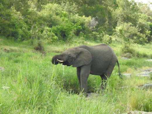 Drinking Elephant