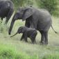 Elephant with Calf