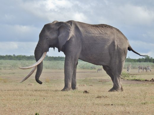 Tusker