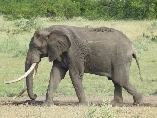 Tusker
