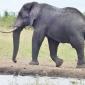 Bull Elephant