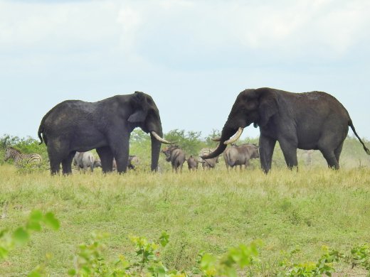 Tihonggonyani Waterhole.Standoff