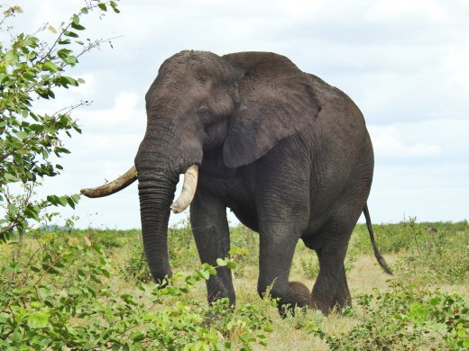 2nd Ellie leaves wo water