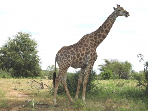 03.10.Lower Sabie to Mopani (36) Lone Giraffe