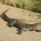 Monitor Lizard