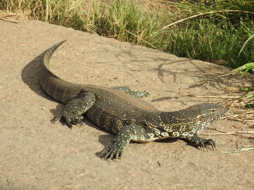 Monitor Lizard