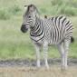 Malopenyana.Lone Zebra