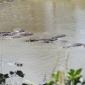 Hippos