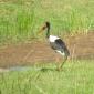Saddle-billed Stork