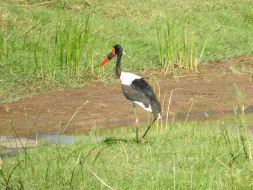 Saddle-billed Stork