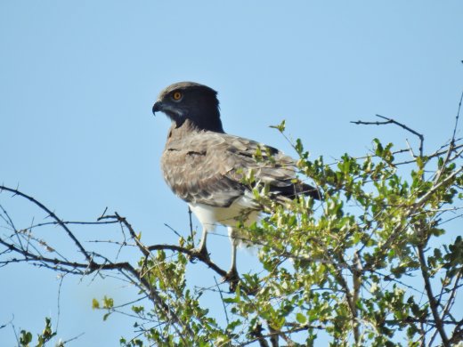 Black-chested Snake Eagle