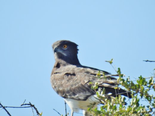 Black-chested Snake Eagle