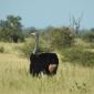 Male Ostrich