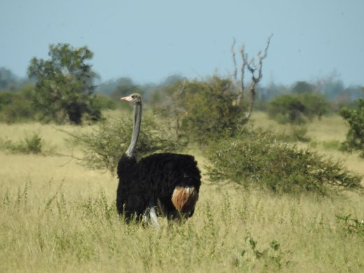 Male Ostrich