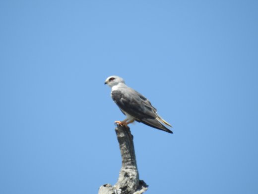 Pale Chanting Goshawk
