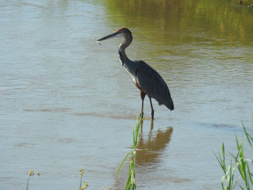 Pair of Goliath Heron