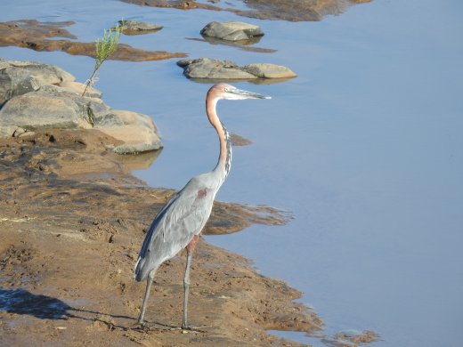 Pair of Goliath Heron
