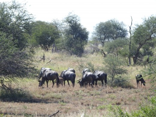 Wildebeest Herd