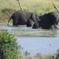 Ellies at Waterhole