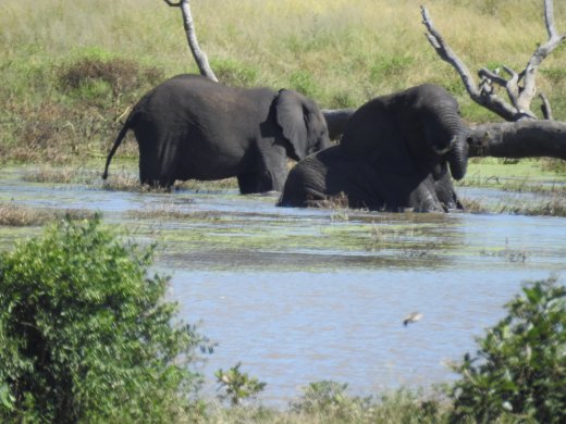 Ellies at Waterhole