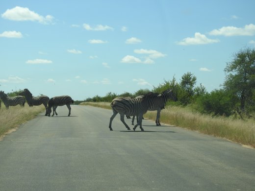 Zebra Roadblock