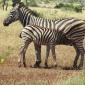 Zebra+Nursing Calf