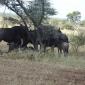 Wildebeest