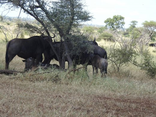 Wildebeest