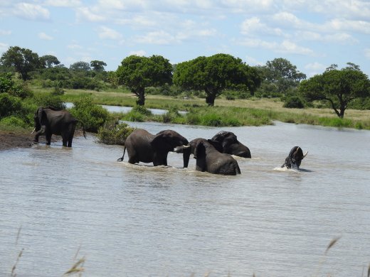 Ellies playing in Water