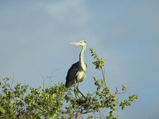 Grey Heron