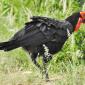 Ground Southern Hornbill