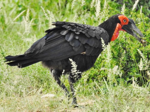 Ground Southern Hornbill