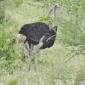 Male Ostrich
