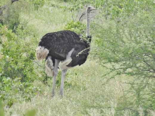 Male Ostrich